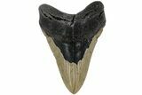 Fossil Megalodon Tooth - North Carolina #221821-1